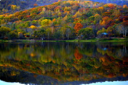 The crimson and gold-clad forests ... / ***