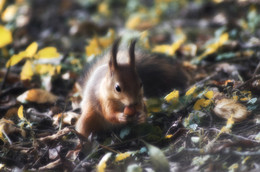 Eichhörnchen / ***