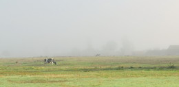 im Nebel / ***