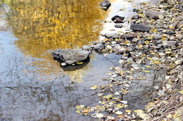 Nezolotoe-section / ***