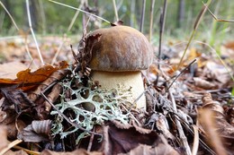 Autumn Trophy / ***