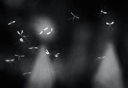 Nezolotoe-section / ***
