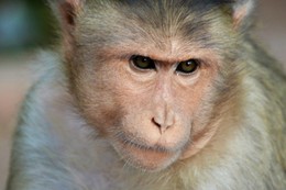 The evil wild bonnet macaque / ***