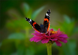 Goodbye, Summer! / ***