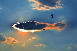 Heavenly Fisch / ***