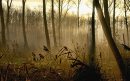 autumn morning / ***