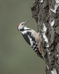 Middle spotted woodpecker / ***
