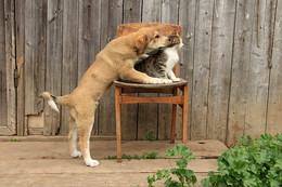 Opposites / ***