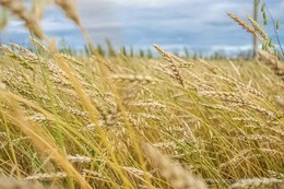 In the field / ***