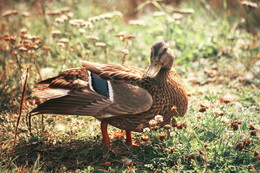 posing duck / No comments.