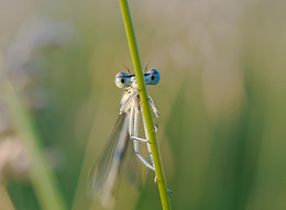 I see you. / ***