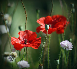 Poppies / ***