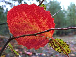 Autumn greetings / ***
