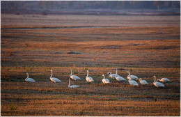 Migratory birds / ***