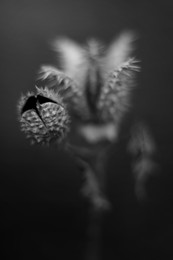 Datura / ***