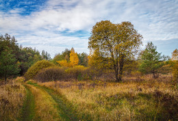 Fall color 3 / ***
