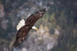 I am free! / ***