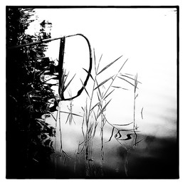 Fish / ***