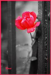 Rose / ***