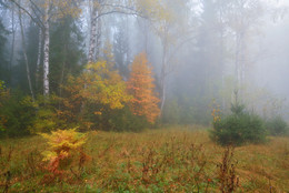 Herbstnebel / ***