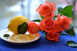 Rosa Rosen. / ***
