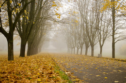 Nebliger Morgen / ***