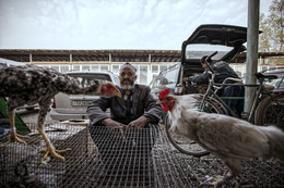 Seller roosters. Dushanbe. Tajikistan / ***