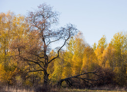 Herbst / ***