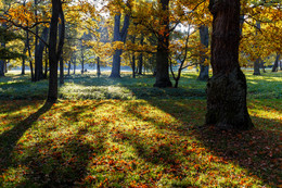 Sunny autumn at the park. / ***
