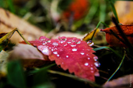 Autumn Leaf Is Crying. / No Commets.