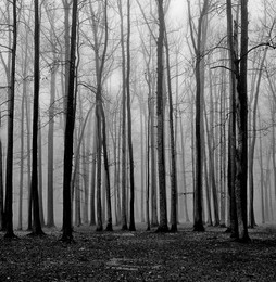autumn / ***