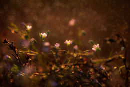 Dream / ***