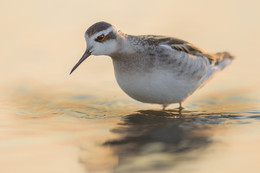 "On the Sunset" / ***