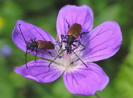 Getting to the geranium. / ***
