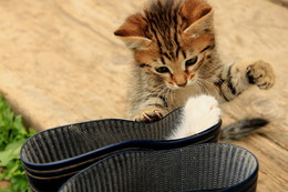 Leopold, come out, cowards! / ***