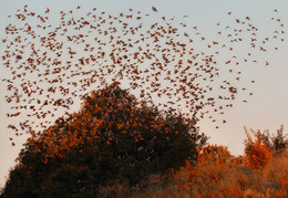 Autumn Marathon / ***