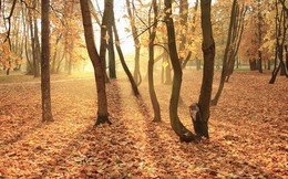 Autumn Marathon / ***
