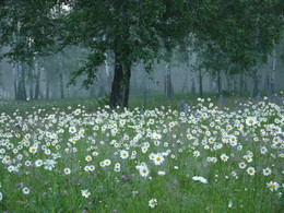 The morning of Ivan Kupala / ***