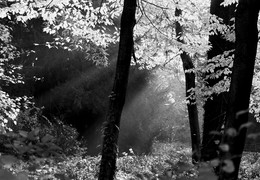 The sunlight streams / ***