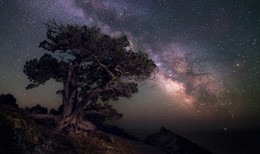 In the juniper grove / ***