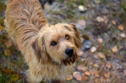 Archie / ***