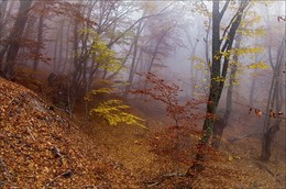 Az Buki im Nebel .... / ***