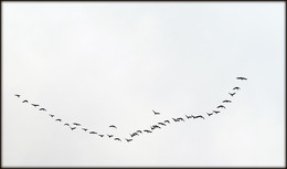 Birdies / ***