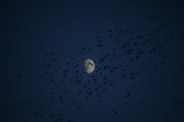 Moon / ***