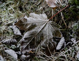 Wie Zucker / ***