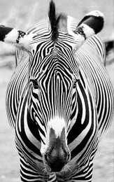 BW. kaleidoscope / ***
