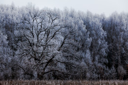 About gray autumn ... / ***