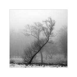 Tango II / ***
