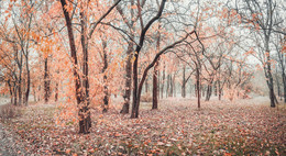 Chronicle of November. / ***