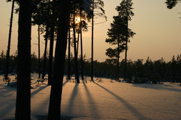 Shadow / ***